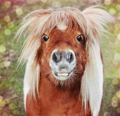 funny horse pics|Funny Horse Stock Photos, Images & Pictures